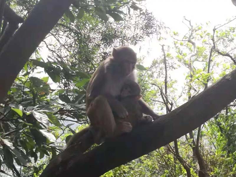塘朗山攀登之行